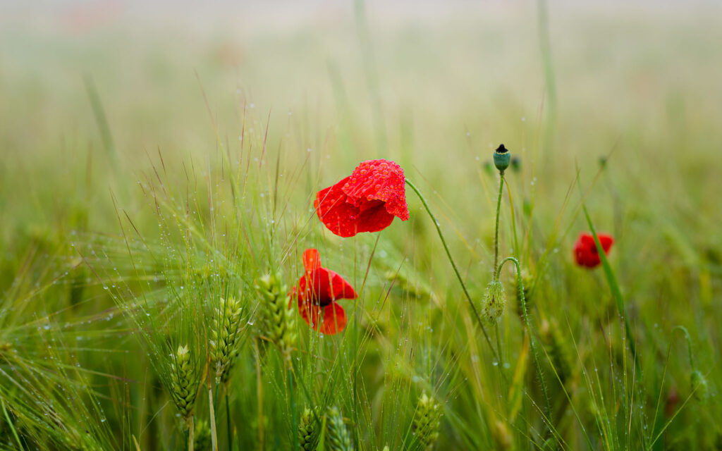 Mohnblume im Regen