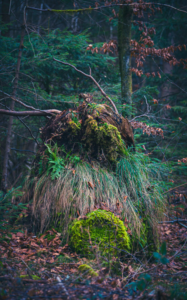 mystical woodlands