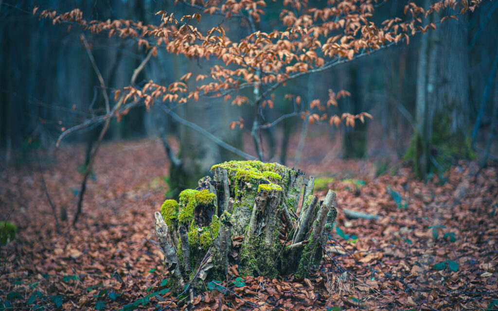 mystical woodlands