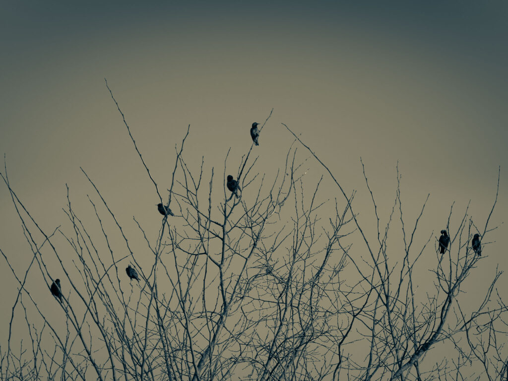 eine Gruppe Stare sitzt in einem kahlen Baum
