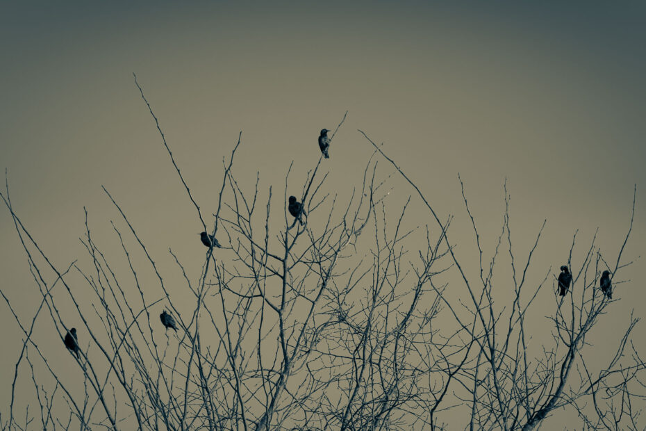 eine Gruppe Stare sitzt in einem kahlen Baum