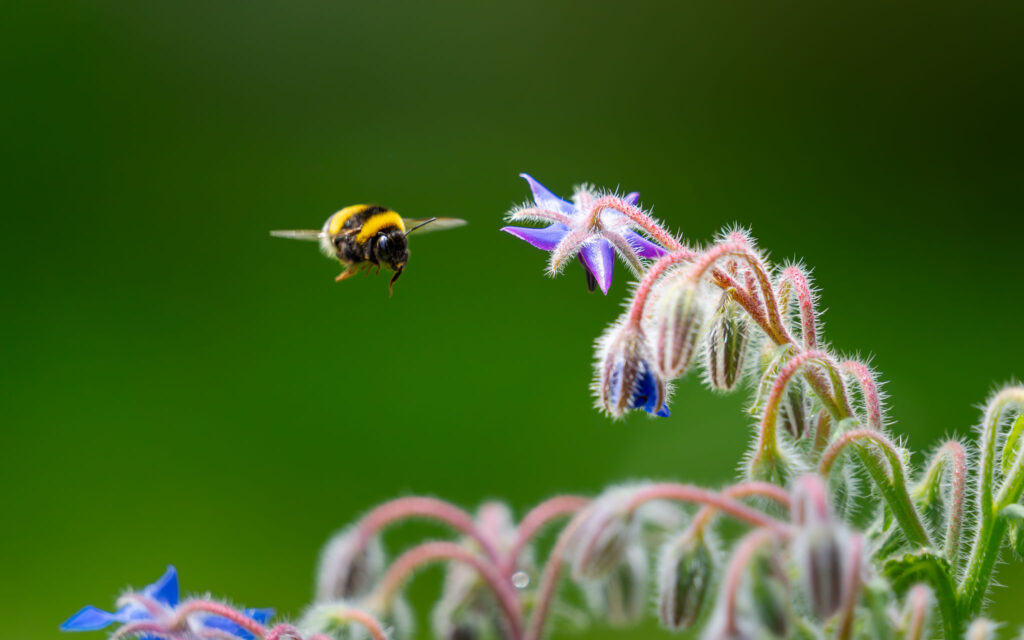 Hummel im Anflug auf Blüte