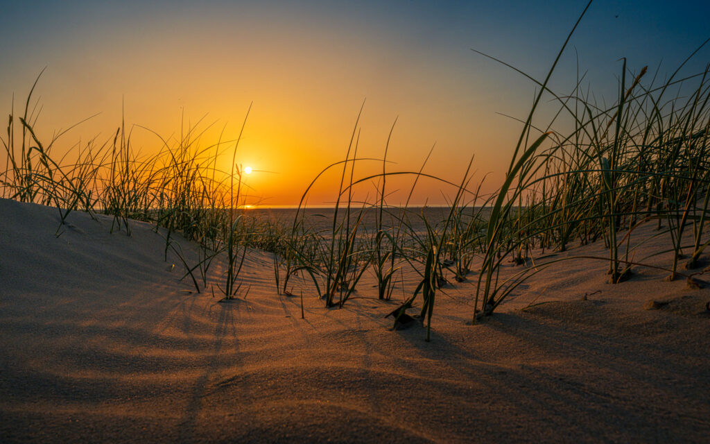 Details in den Dünen zum Sonnenuntergang