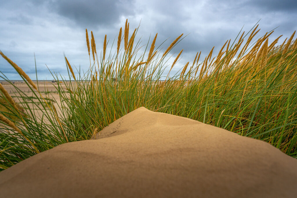 Details in den Dünen bei bedektem Himmel