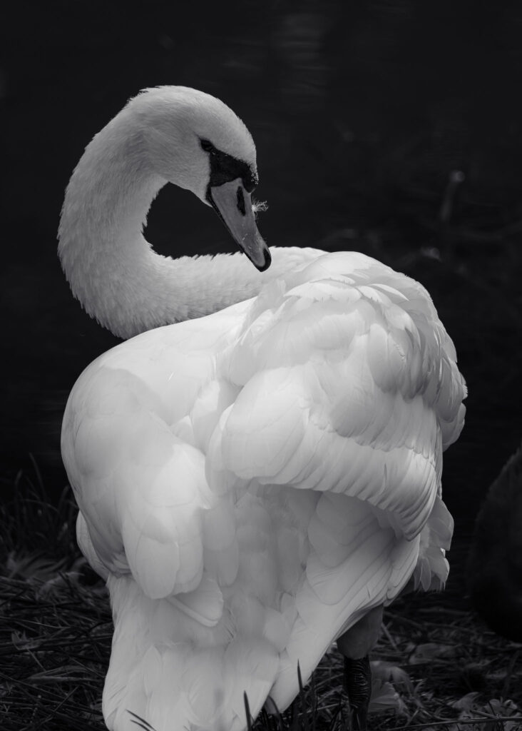 Ein Schwan in Schwarz/Weiß