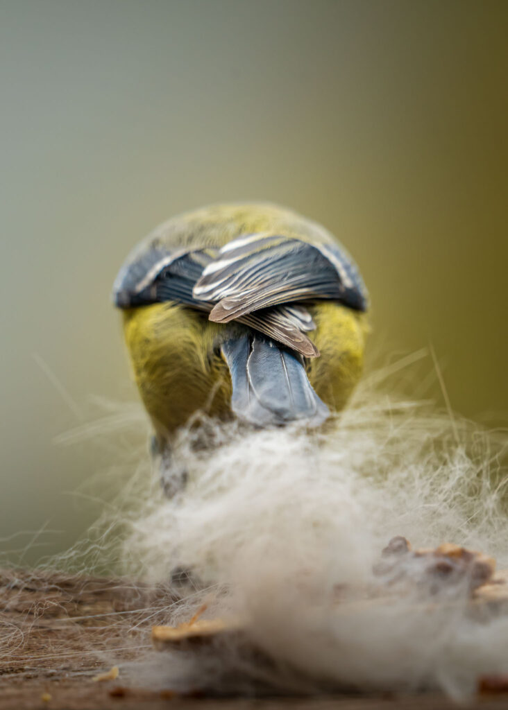 Eine Blaumeise sitzt mit dem Rücken zur Kamera