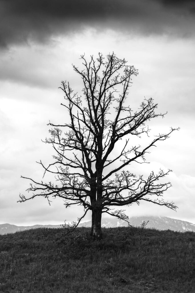Tree with dramatic sky