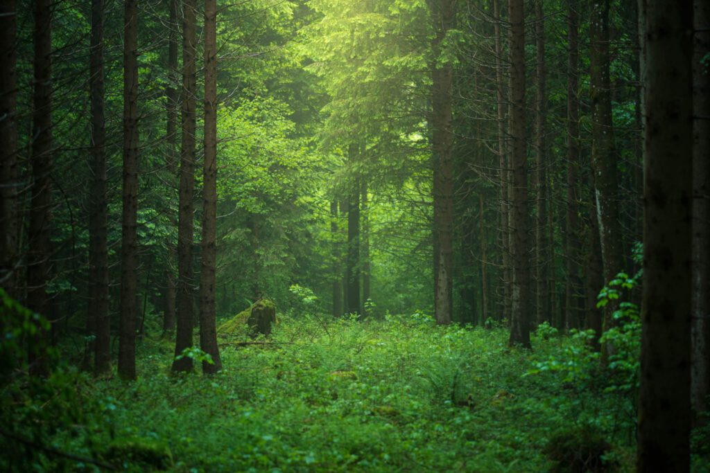 Woodand at evening