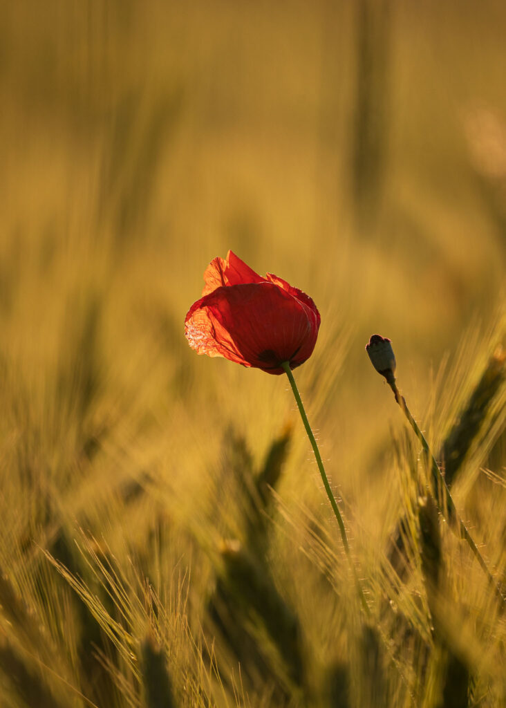 Die Farben des Sommers - Fokus auf einzelne Mohnblüte im Getreidefeld