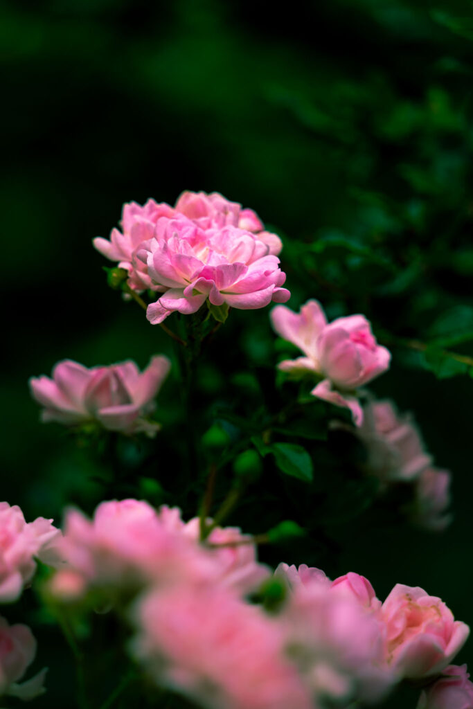 Die Farben des Sommers - Fokus auf blühenden Rosenstrauch