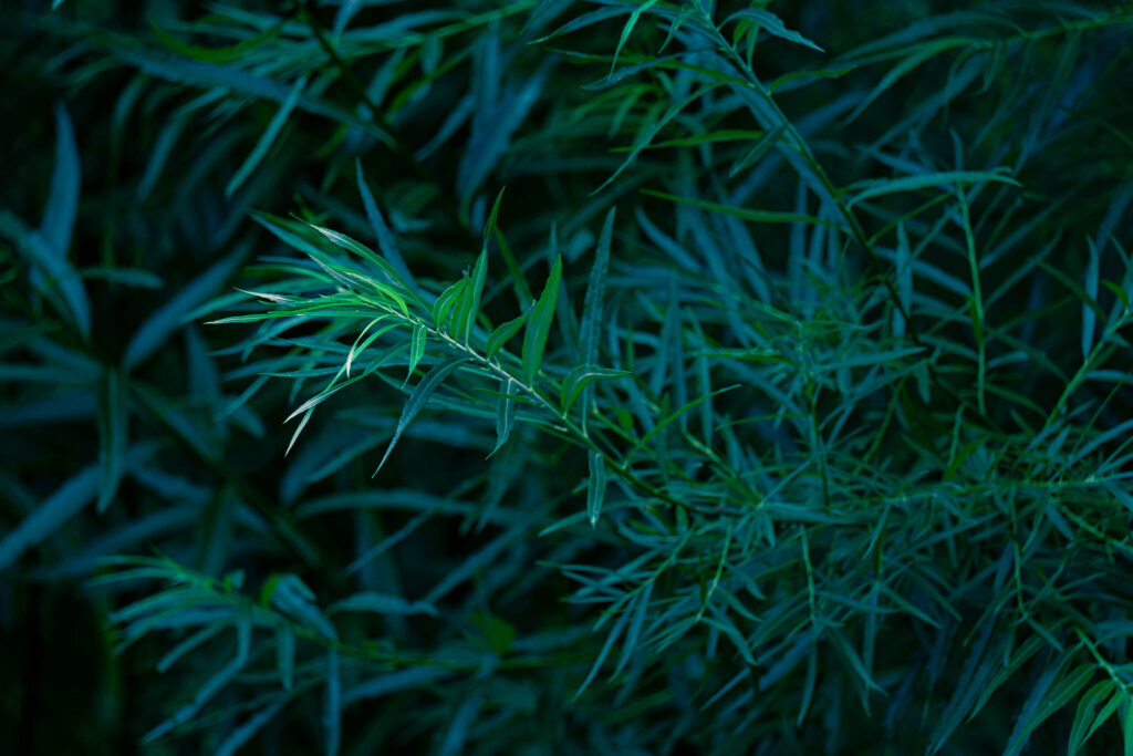 moody green willow