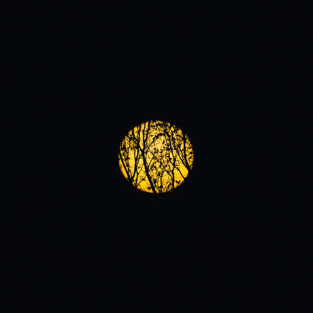 Aufgehende Sonne hinter einem kahlen Baum