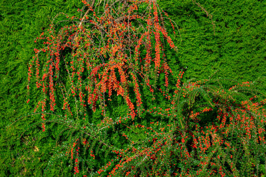 Herbstliche Farben am Vormittag