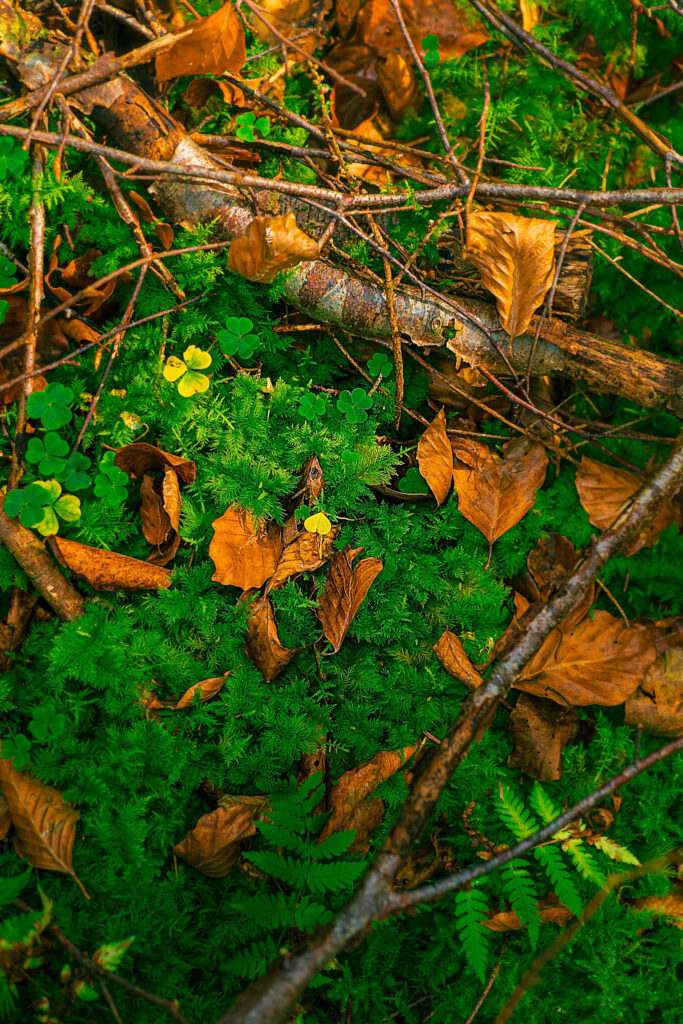 some fallen leafs on fresh green woodland floor