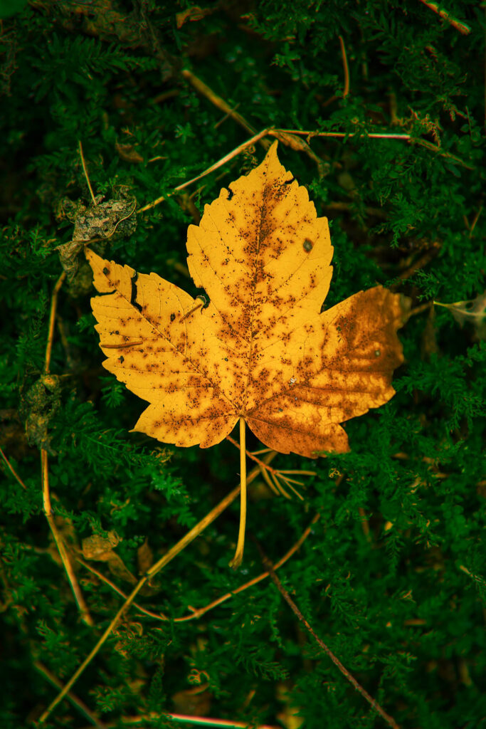 a fallen yellow leaf on green woodland floor