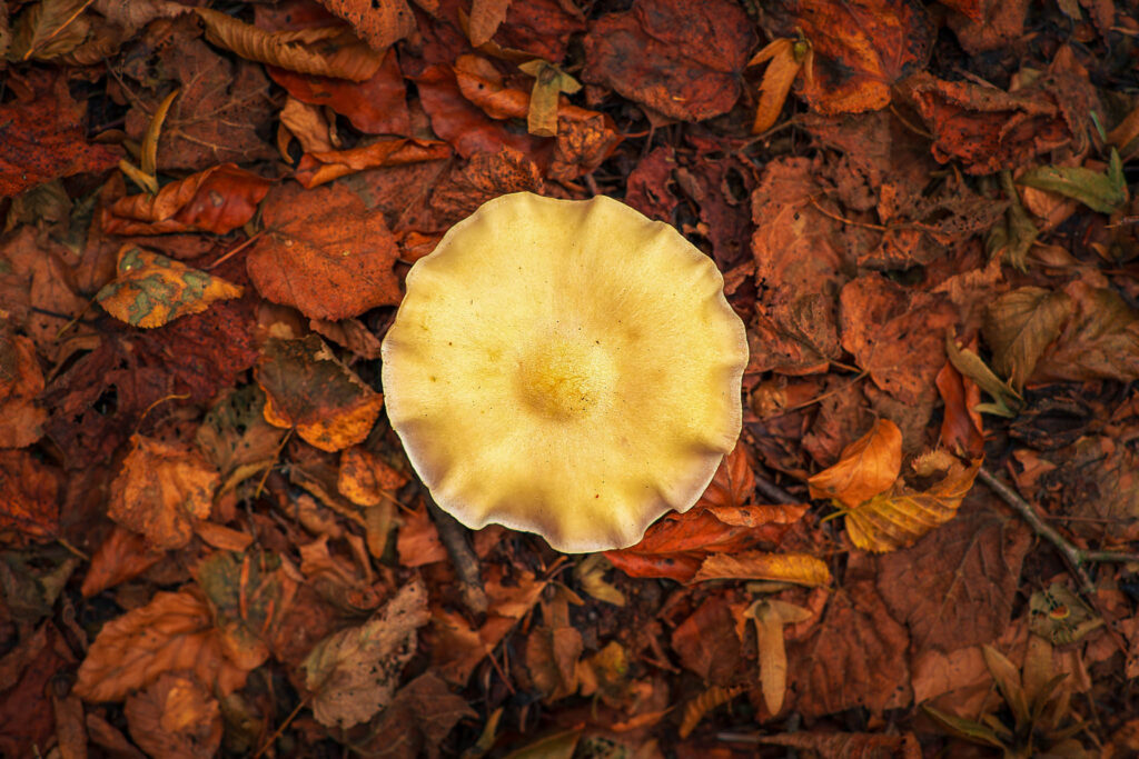 a round mushroom on a bed of orange an brown leafs in autumn