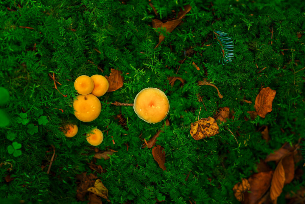 some round mushrooms on a bed of woodland floor in autumn