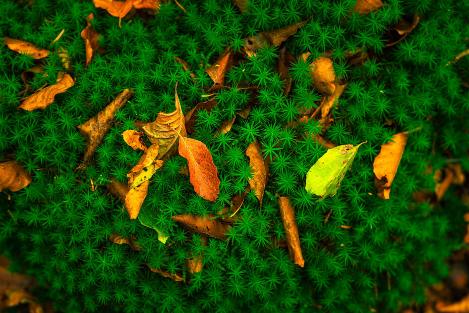 some fallen leafs on fresh green woodland floor