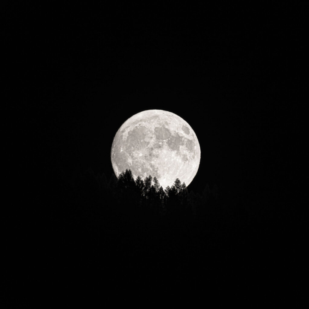 aufgehender Vollmond hinter Baumwipflen